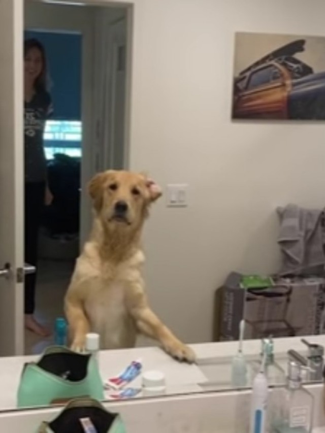 Cão se assusta com reflexo do dono no espelho durante esconde-esconde