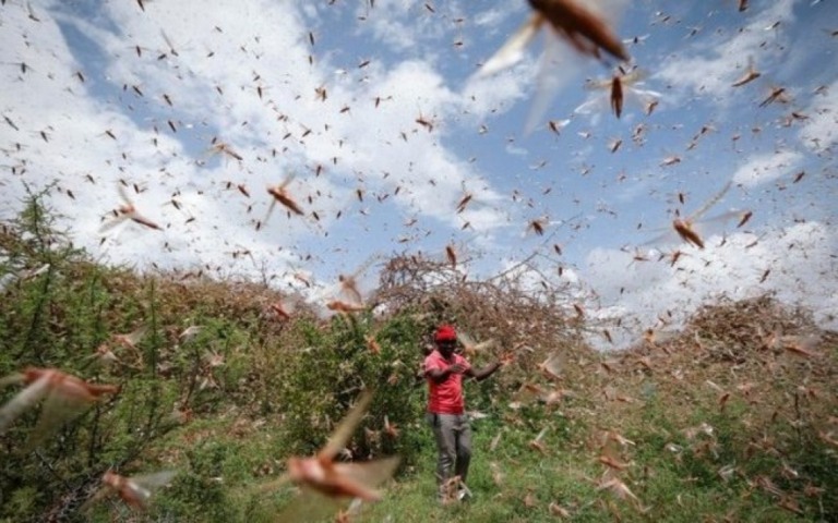 Ministério da Agricultura diz que nuvem de gafanhotos não deve vir ao Brasil
