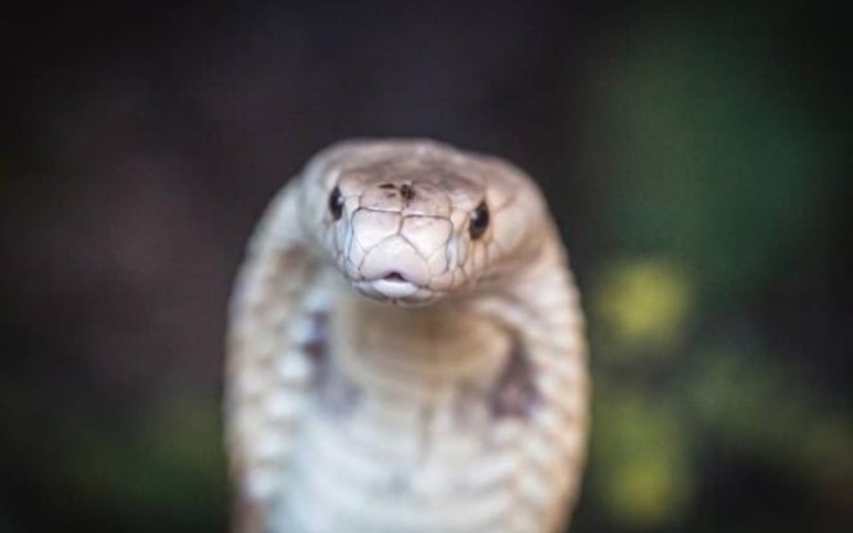 Ação pede que estudante picado por naja pague custos dela no zoológico