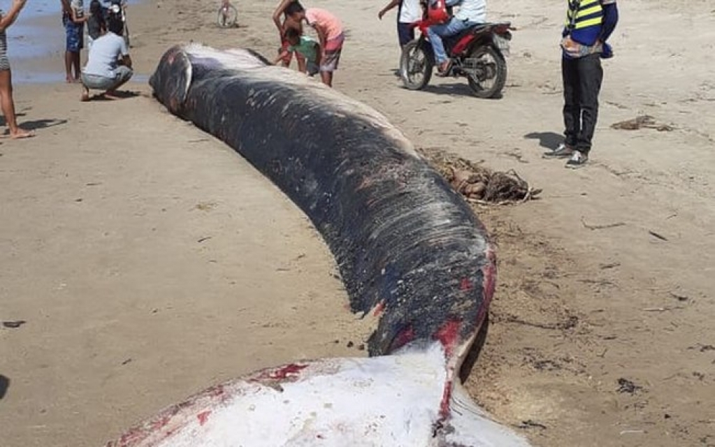 Baleia que encalhou em praia e foi devolvida ao mar reaparece morta Baleia que encalhou em praia e foi devolvida ao mar reaparece morta