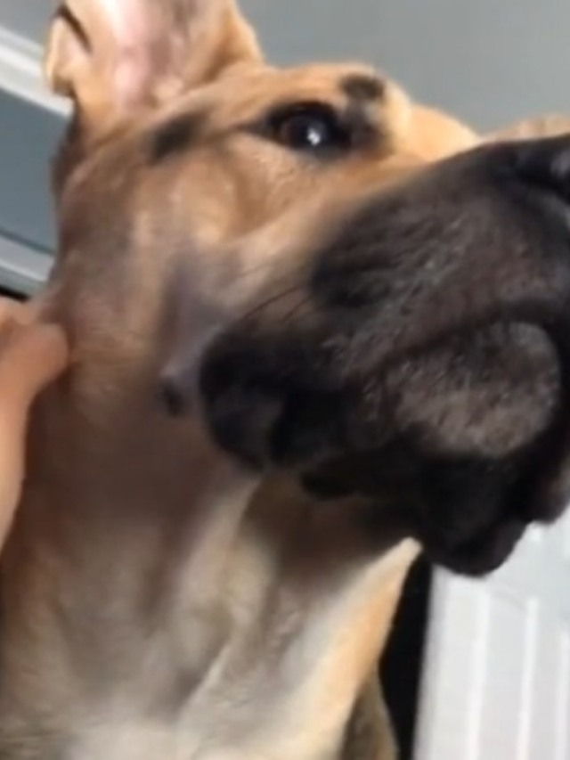 Cão se assusta com possível "fantasma" batendo a porta; veja vídeo
