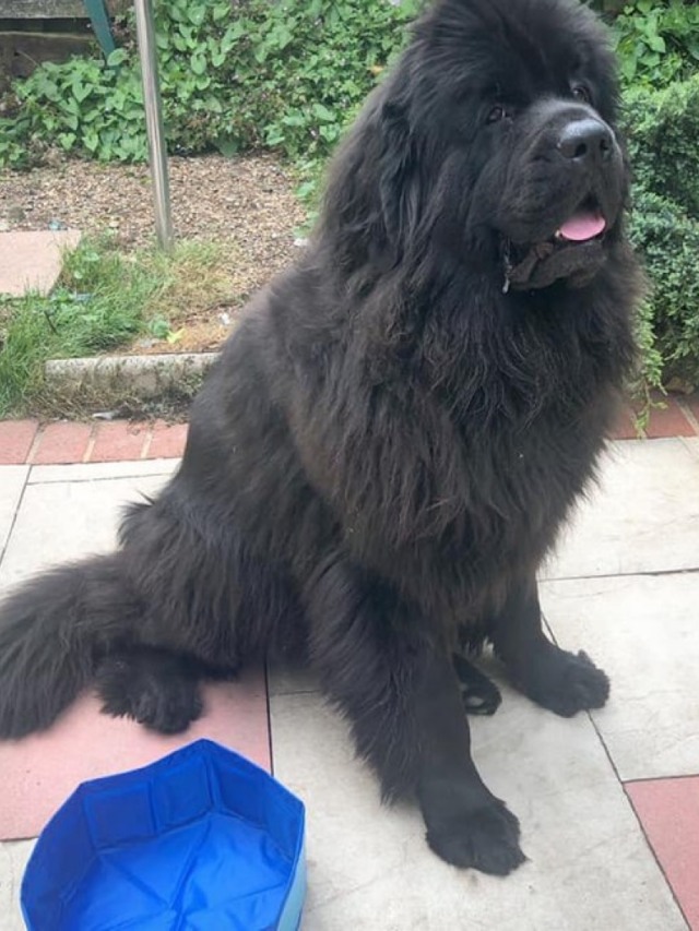Mulher compra piscina inflável para seu cão e o resultado é hilário