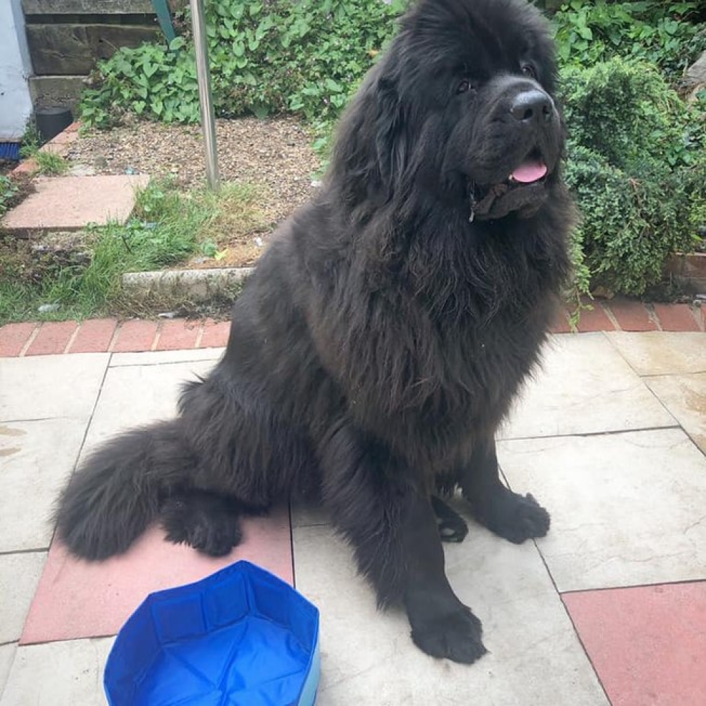 Mulher compra piscina inflável para seu cão e o resultado é hilário