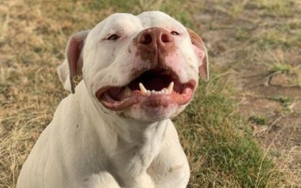 Sansão, pitbull que teve patas decepadas, se recupera e ganha vida nova