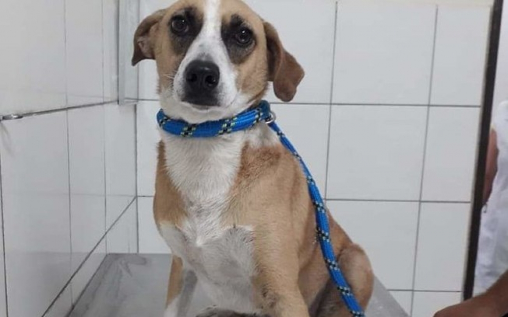 Cachorra que passou dias esperando dono que morreu de Covid-19 é adotada