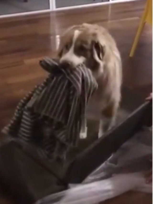 Cão ganha caminha e não consegue esconder felicidade; veja vídeo