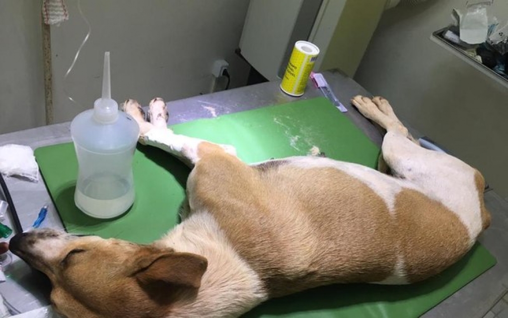 Cachorros são esfaqueados e envenenados em Belo Horizonte Cachorros são esfaqueados e envenenados em Belo Horizonte