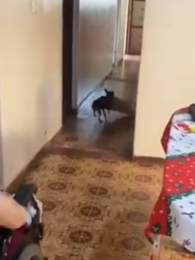 Vídeo fofo mostra cachorrinha adaptando a casa para dona que teve perna amputada