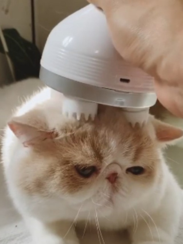 Gatinho recebendo massagem é a coisa mais fofa que você vai ver hoje