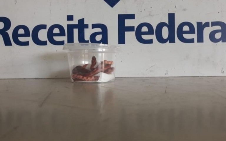 Três cobras enviadas em caixas de chiclete são apreendidas em Fortaleza; veja