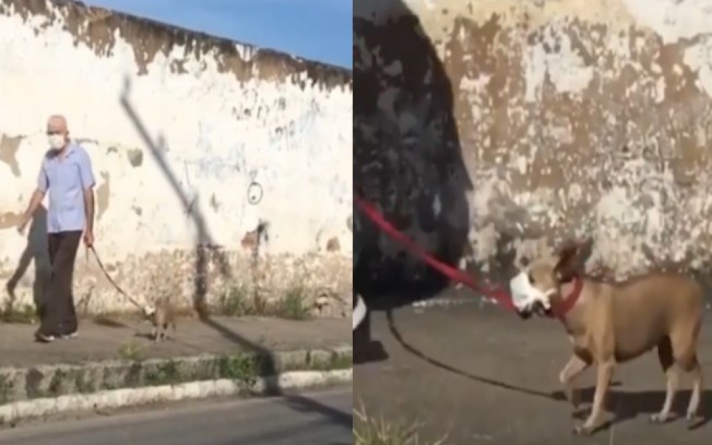 Cachorro de máscara? Vídeo de dono passeando pet com o acessório viraliza