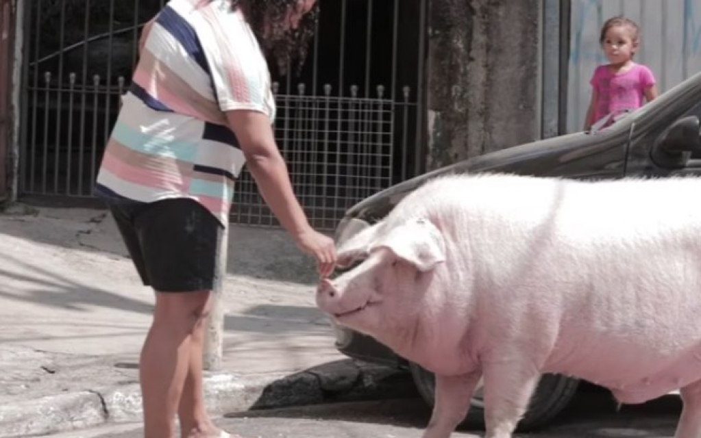 Porco que seria assado conquista diarista e vira animal de estimação