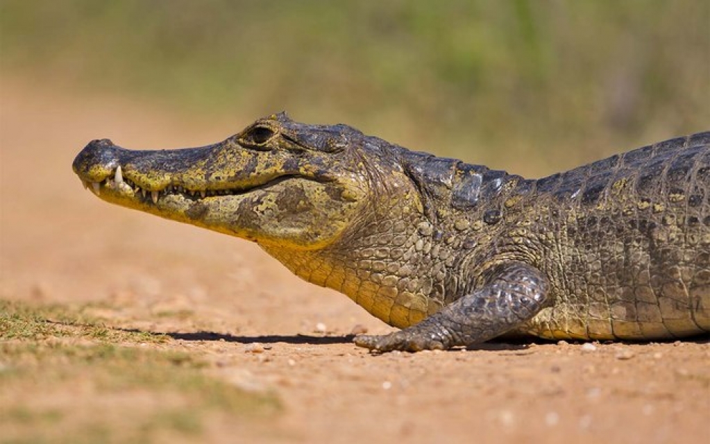Jacaré ataca turistas em barco e morde câmera; assista
