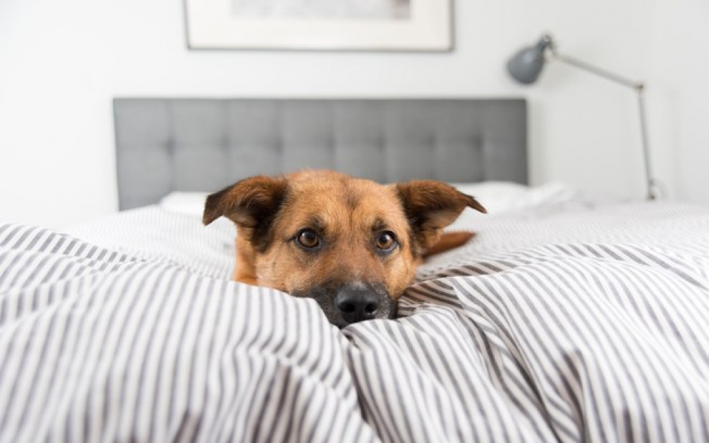 Seu cão vai voltar a ficar sozinho em casa? Saiba como lidar com esse estresse