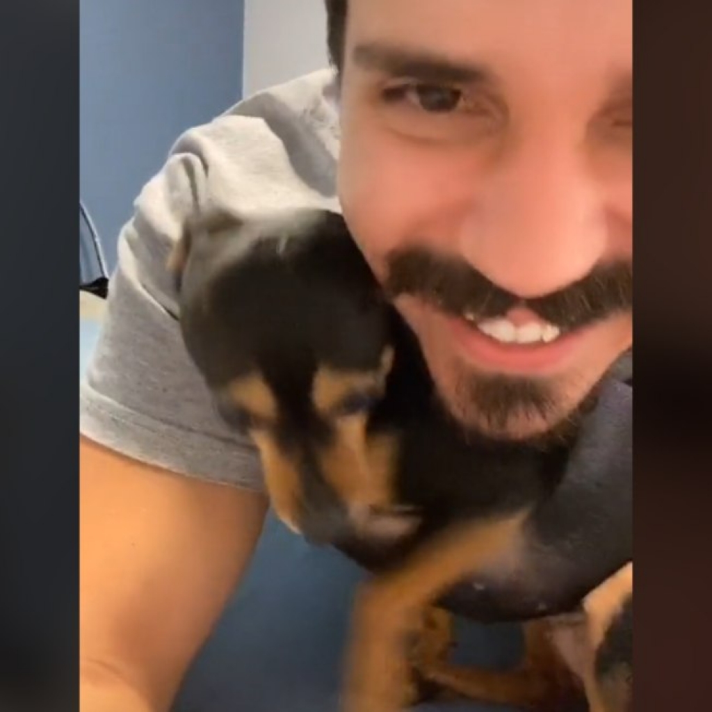 Cadela famosa no Tiktok mostra que nem todo pinscher é o que parece; veja