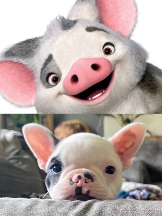 Donos compartilham fotos de pets parecidos com personagens de filmes