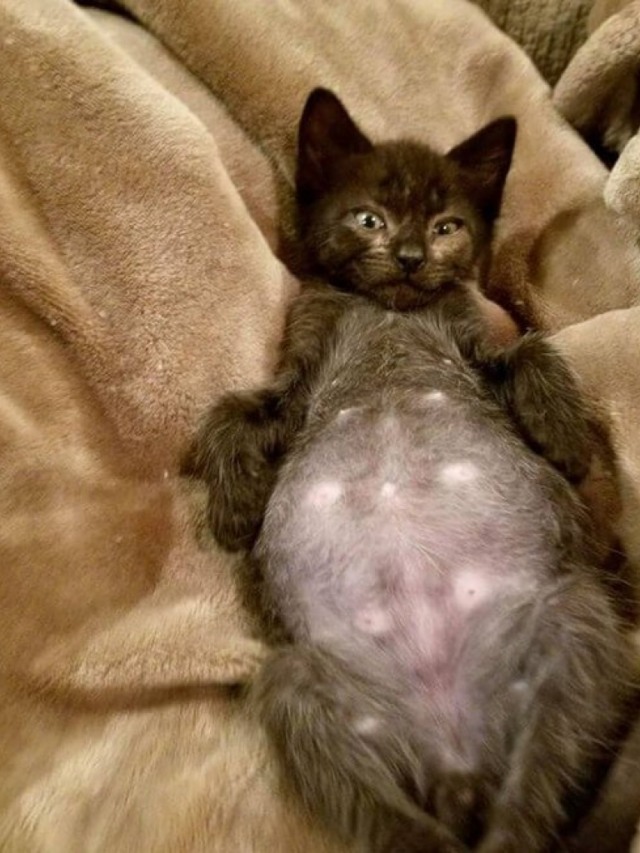 Mulher acha que filhote de gato tem vermes, mas se surpreende com diagnóstico