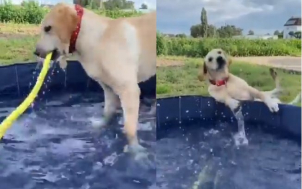 Cão brinca em piscina, mas algo hilário acontece; veja vídeo