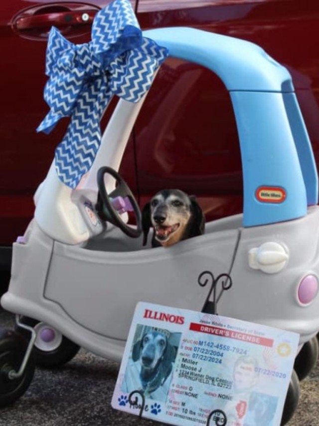 Cãozinho ganha carro e carteira de motorista em seu aniversário