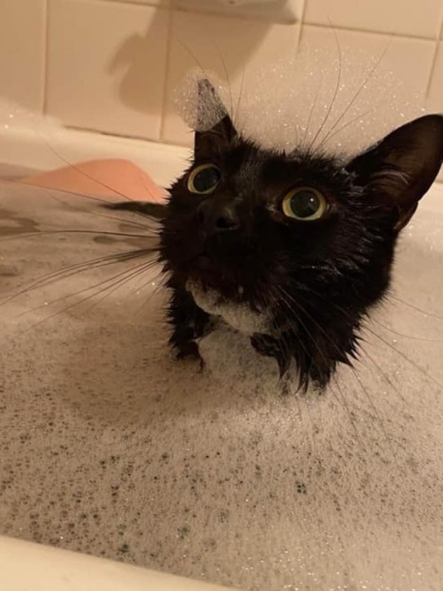 Alerta fofura! Gatinha gosta de tomar banho com a tutora todos os dias
