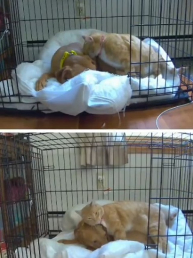 Câmera flagra rotina fofa de amor entre cão e gato; assista