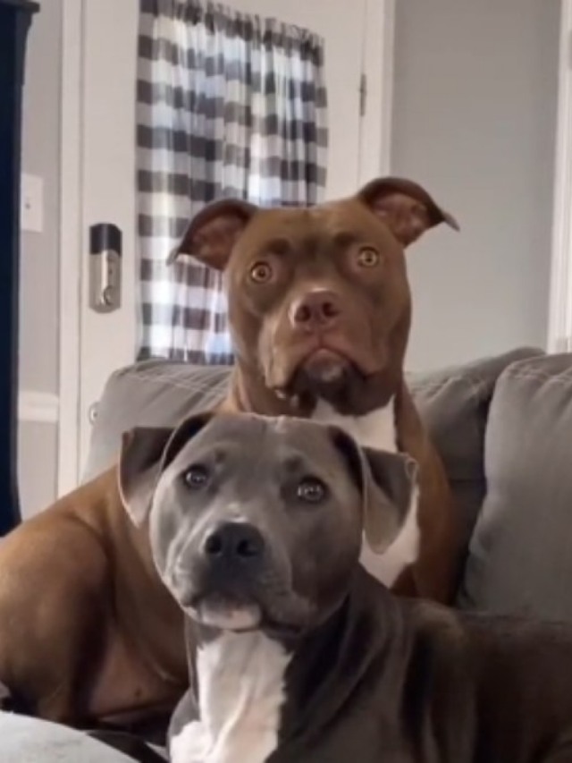 Pitbulls ouvindo tutora contar história viralizam em vídeo fofo no Tiktok