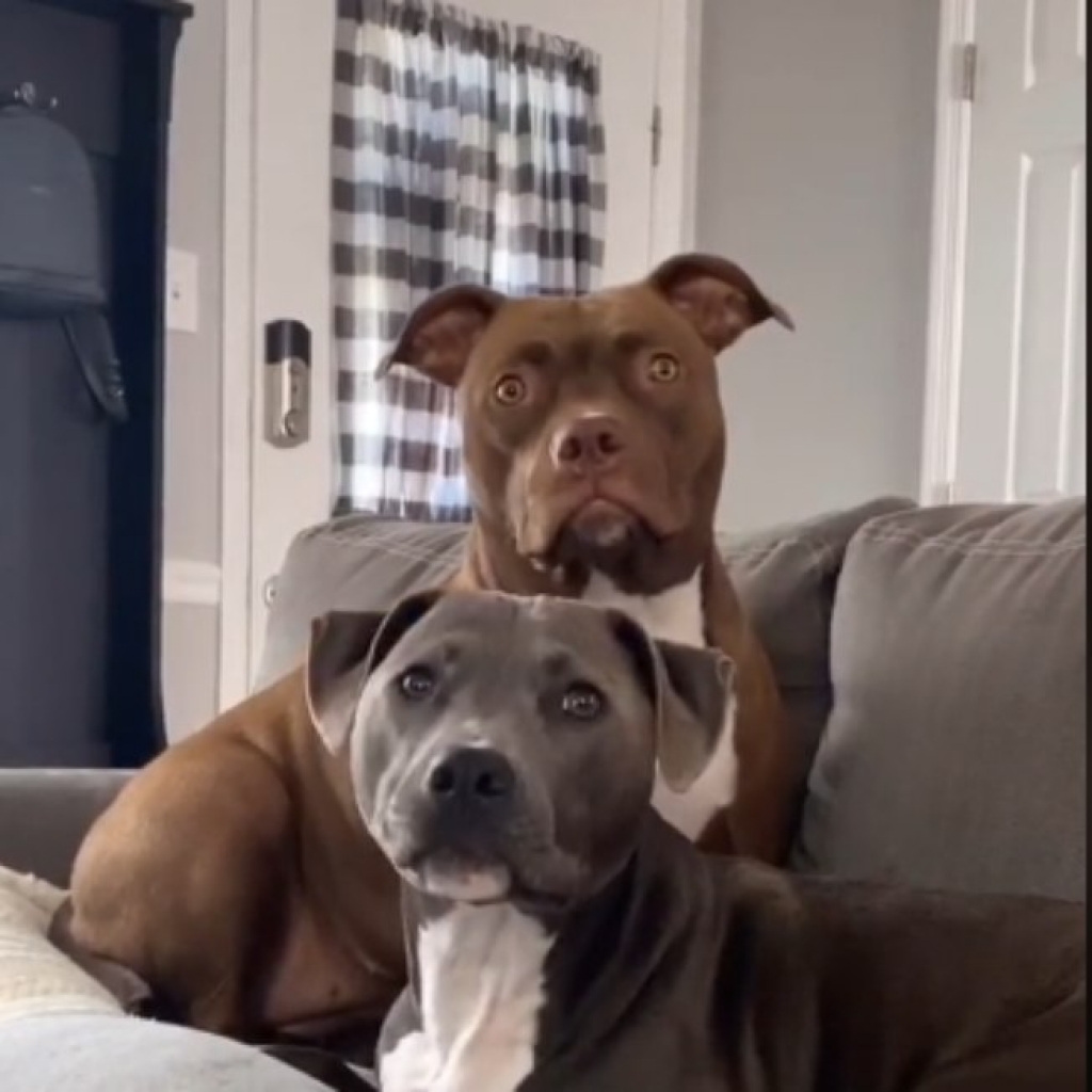 Pitbulls ouvindo tutora contar história viralizam em vídeo fofo no Tiktok