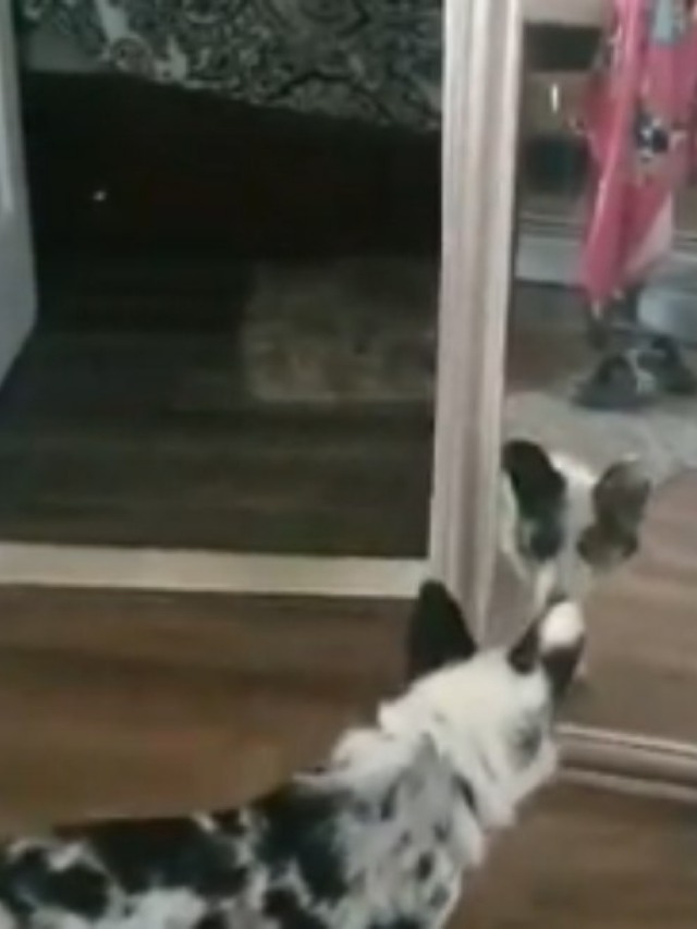 Cão pensa que seu reflexo no espelho é um "intruso"; veja vídeo