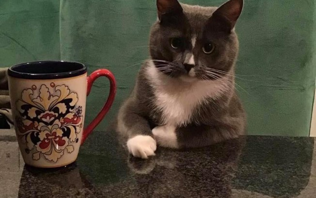 Stuart, o gato que senta à mesa como humano, faz sucesso na web