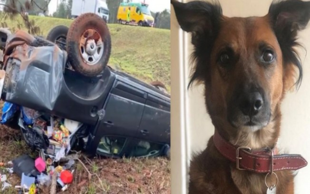 Pais procuram por cãozinho que desapareceu após acidente de carro