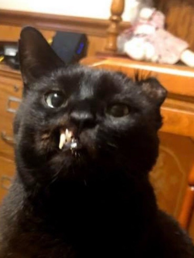 Conheça o gato que parece estar rosnando o tempo todo
