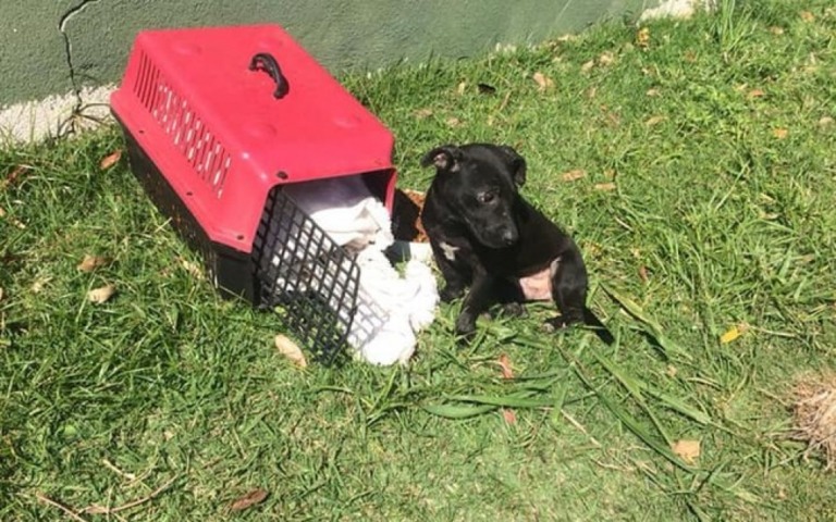Vídeo denuncia momento em que tutores abandonam cachorrinho em terreno