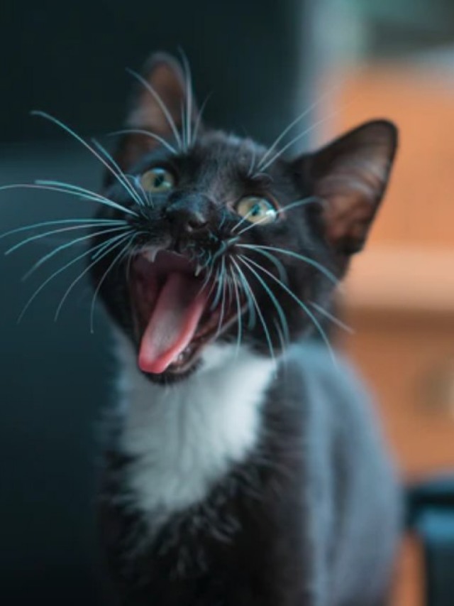 Gato mia só para humanos? 8 segredos sobre felinos que você não sabia