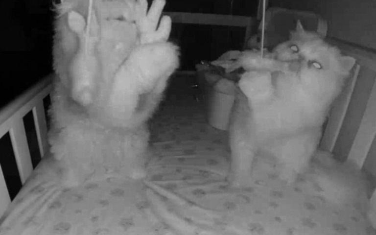 Fofo! Câmera flagra gatos invadindo berço de bebê e usando brinquedos dele