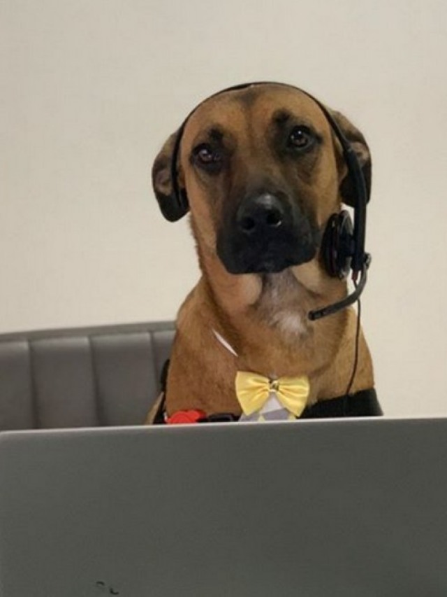 Cãozinho ganha emprego como vendedor em loja de carros