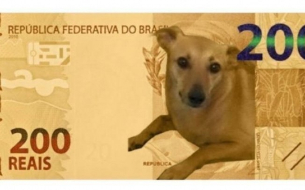 5 provas de que o vira-lata é o melhor cachorro que você pode ter