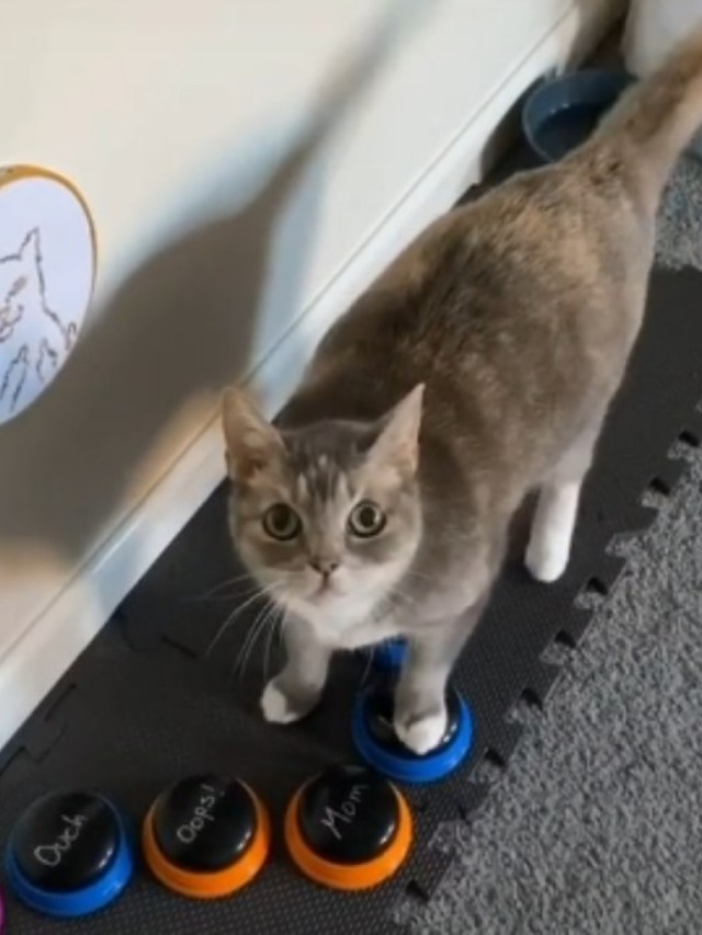 Gato que aprendeu a falar com tutora faz sucesso no TikTok