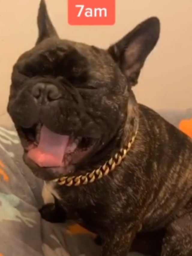 A rotina matinal deste bulldog está encantando internautas; veja