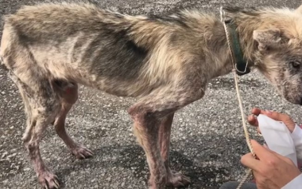 Confira impressionante antes e depois de Finn, cão maltratado por 2 anos