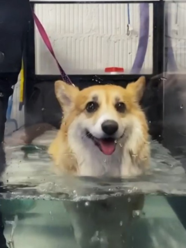 Esse vídeo de um cãozinho nadador vai melhorar o seu dia