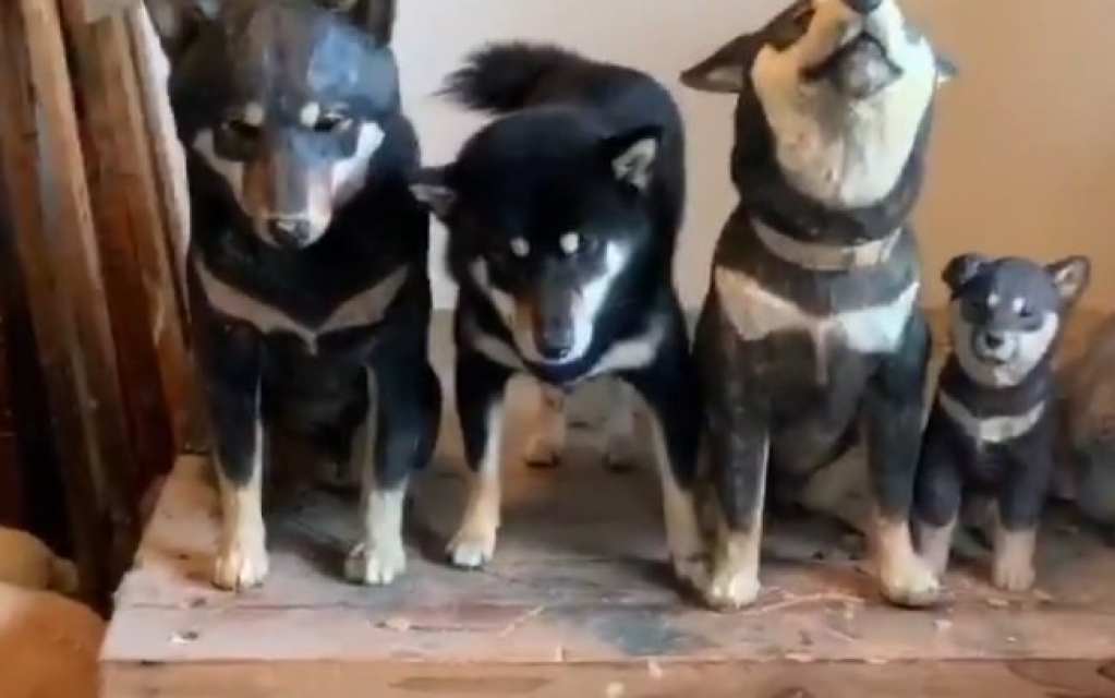 Cão fica famoso na internet por motivo muito fofo: imitar esculturas