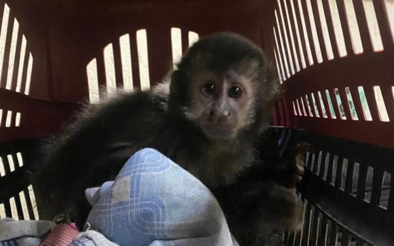 Polícia prende traficante de animais silvestres em São Paulo