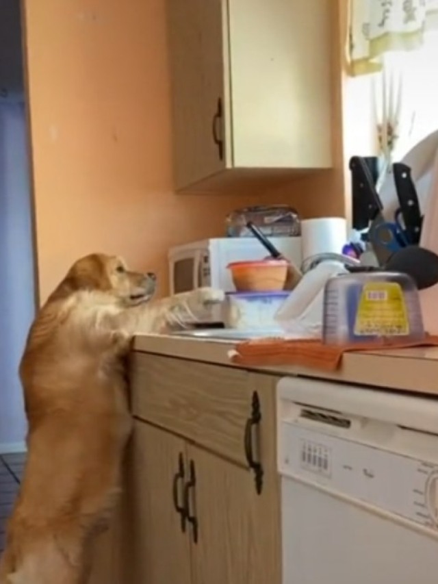 Cãozinho roubando comida escondido faz sucesso no Tiktok