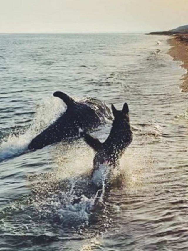 Cão brinca com golfinho em cena adorável na praia; veja