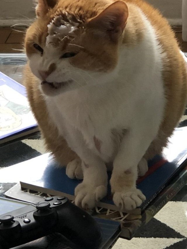 Homem inventa maneira nova para dar remédio a gato; veja