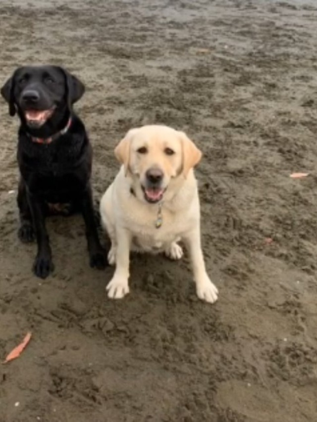 Cãozinho e amigo tem reencontro emocionante após separados no isolamento