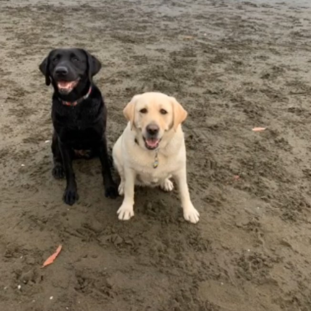 Cãozinho e amigo tem reencontro emocionante após separados no isolamento