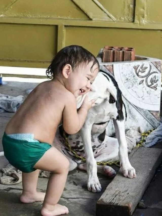 Cãozinho é encontrado após ficar um ano desaparecido: "não tinha esperanças"