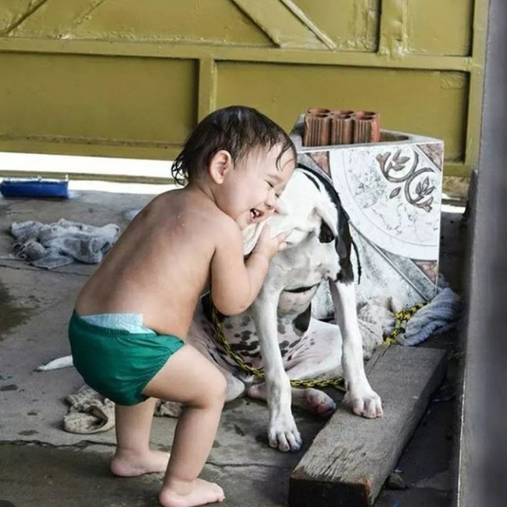 Cãozinho é encontrado após ficar um ano desaparecido: "não tinha esperanças"