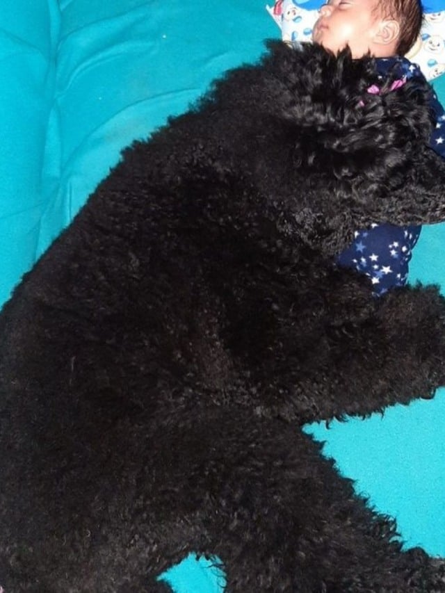 Olha essa babá! Foto de cadela cobrindo bebê encanta internautas